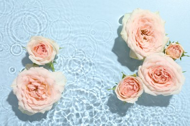 Photo of Beautiful rose flowers in water on light blue background, top view. Space for text