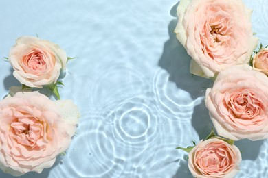 Beautiful rose flowers in water on light blue background, top view. Space for text