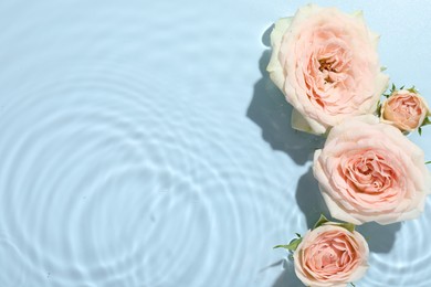 Photo of Beautiful rose flowers in water on light blue background, top view. Space for text