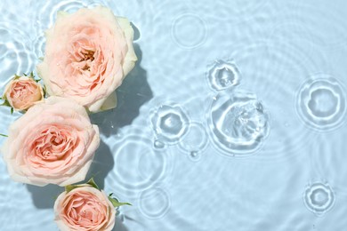 Beautiful rose flowers in water on light blue background, top view. Space for text