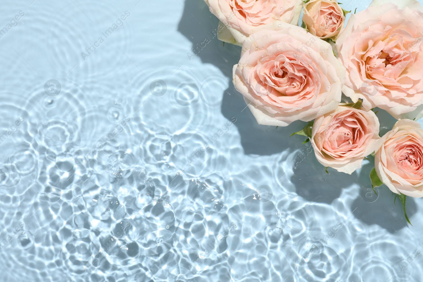 Photo of Beautiful rose flowers in water on light blue background, top view. Space for text