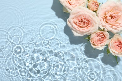 Photo of Beautiful rose flowers in water on light blue background, top view. Space for text