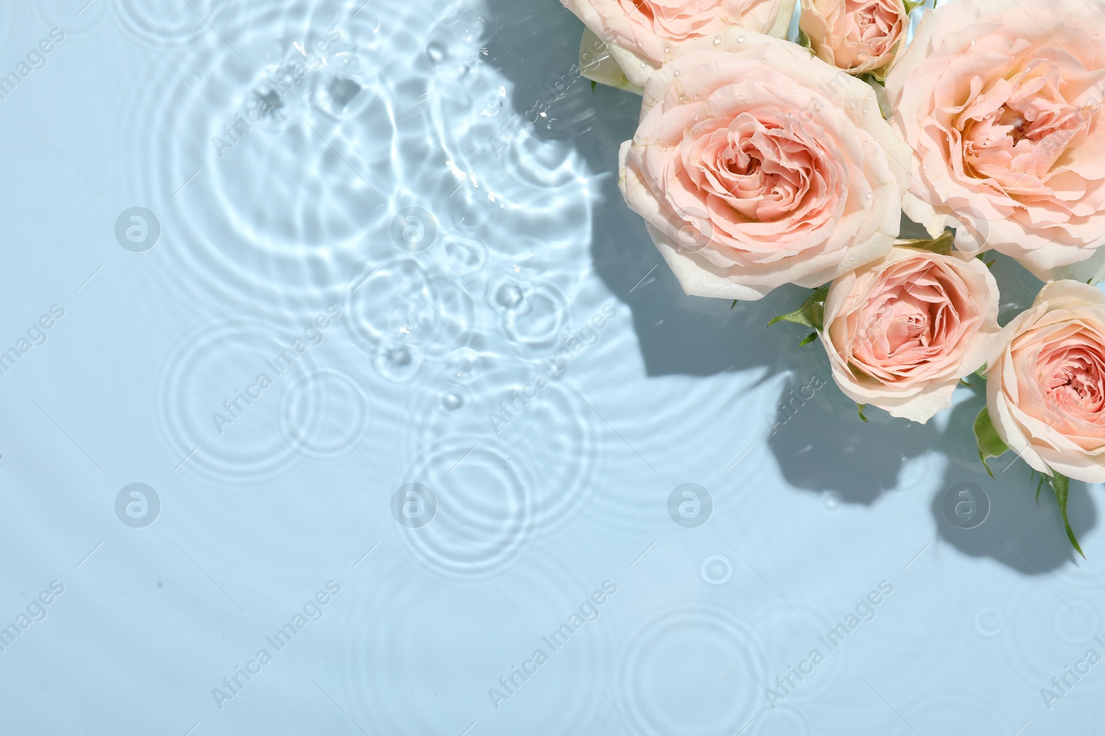 Photo of Beautiful rose flowers in water on light blue background, top view. Space for text