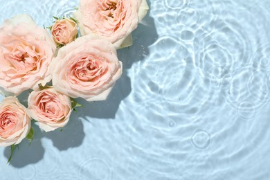 Beautiful rose flowers in water on light blue background, top view. Space for text