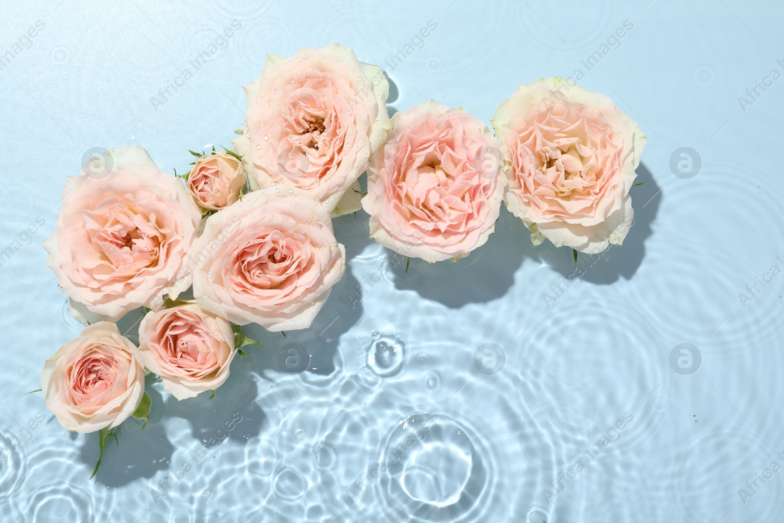 Photo of Beautiful rose flowers in water on light blue background, top view