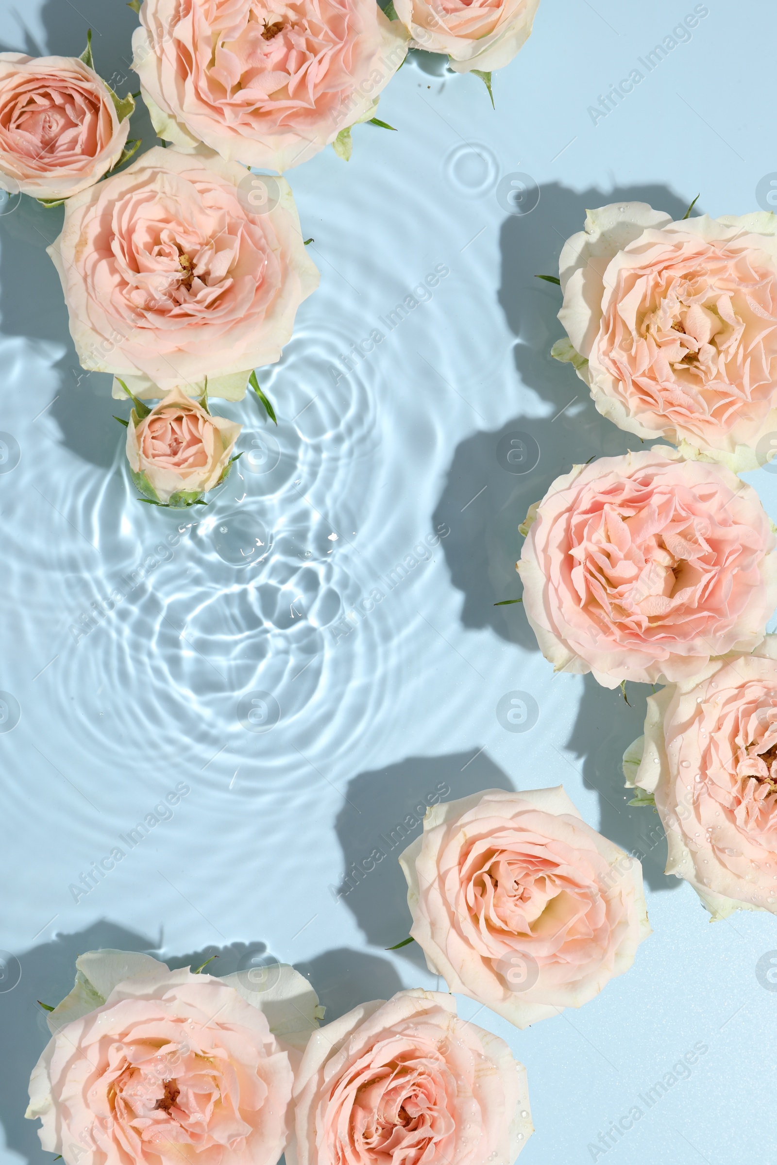 Photo of Beautiful rose flowers in water on light blue background, top view