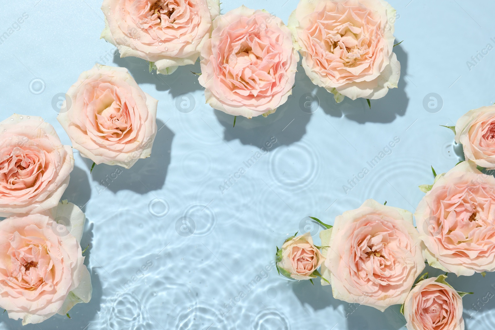 Photo of Beautiful rose flowers in water on light blue background, top view