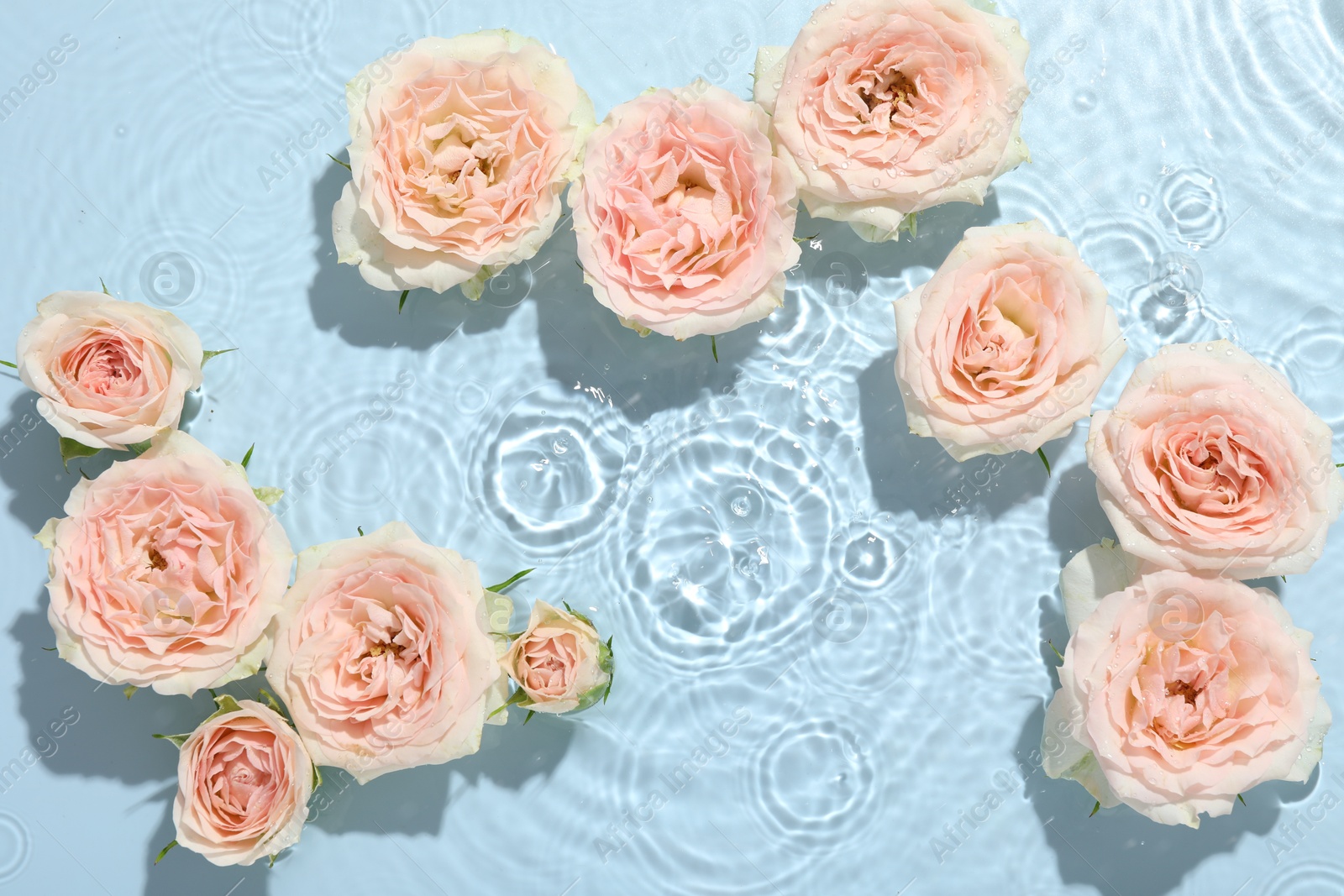 Photo of Beautiful rose flowers in water on light blue background, top view