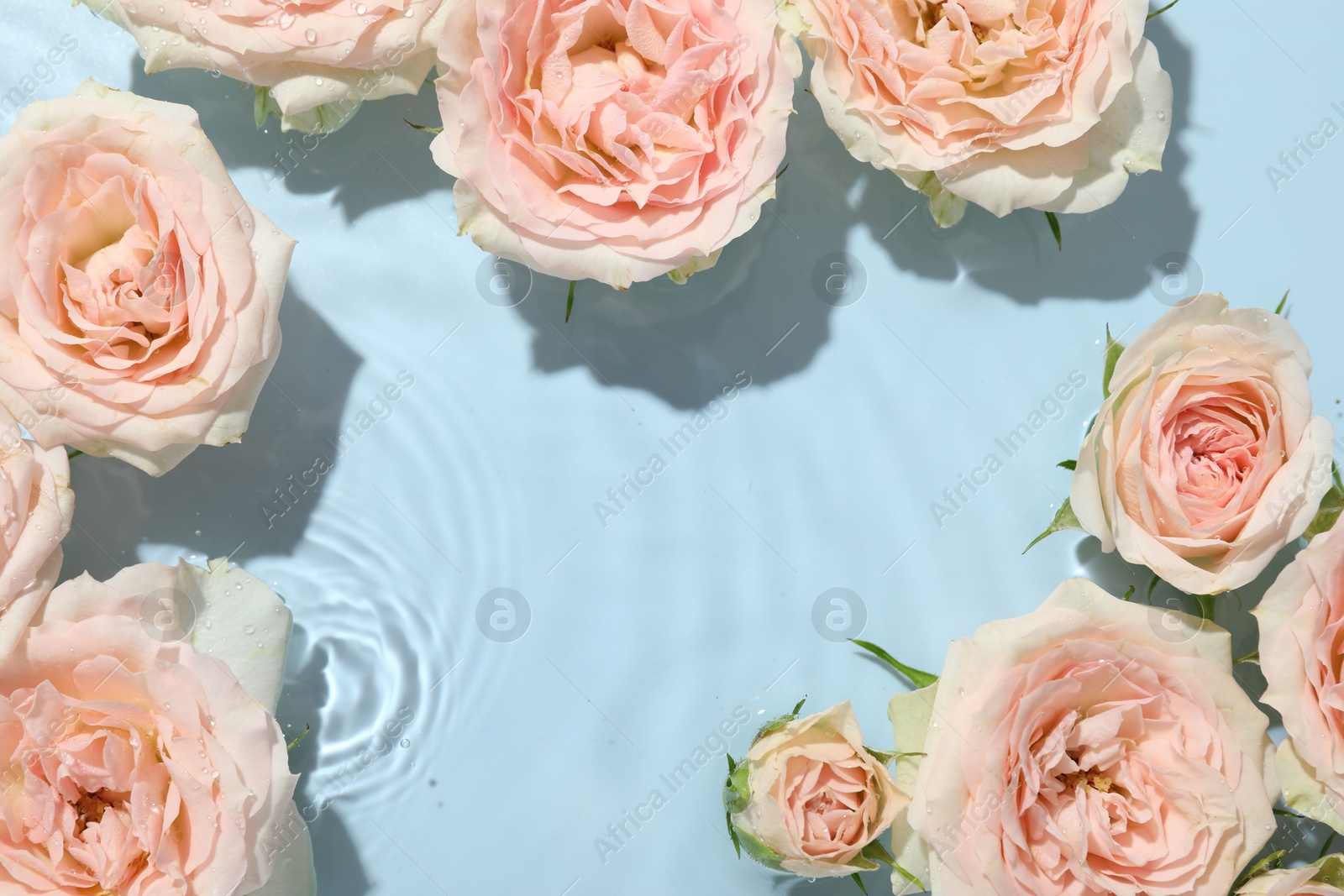 Photo of Beautiful rose flowers in water on light blue background, top view