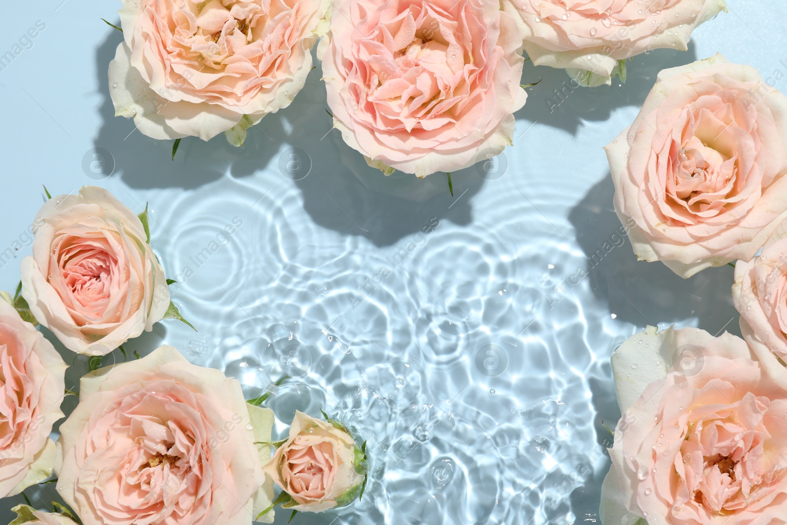 Photo of Beautiful rose flowers in water on light blue background, top view