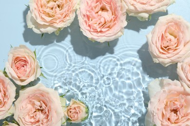 Beautiful rose flowers in water on light blue background, top view