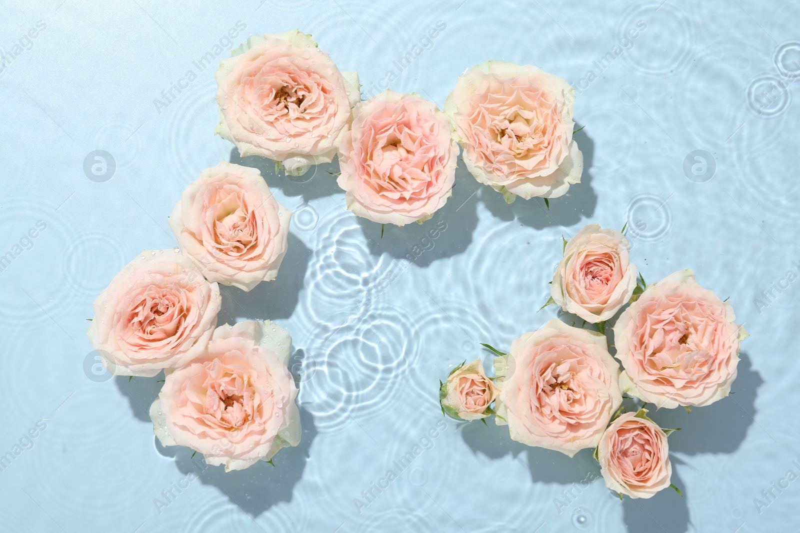 Photo of Beautiful rose flowers in water on light blue background, top view