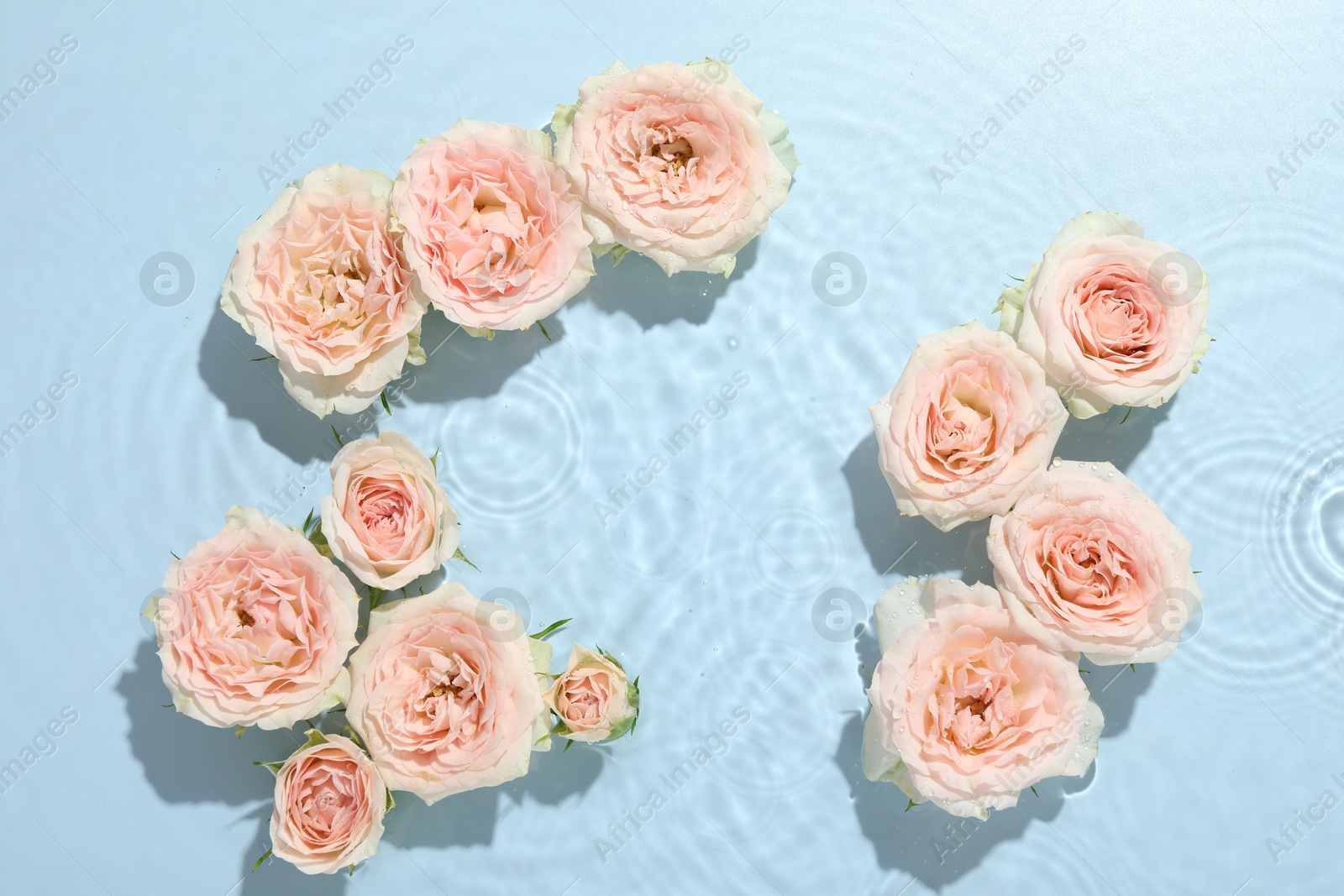 Photo of Beautiful rose flowers in water on light blue background, top view