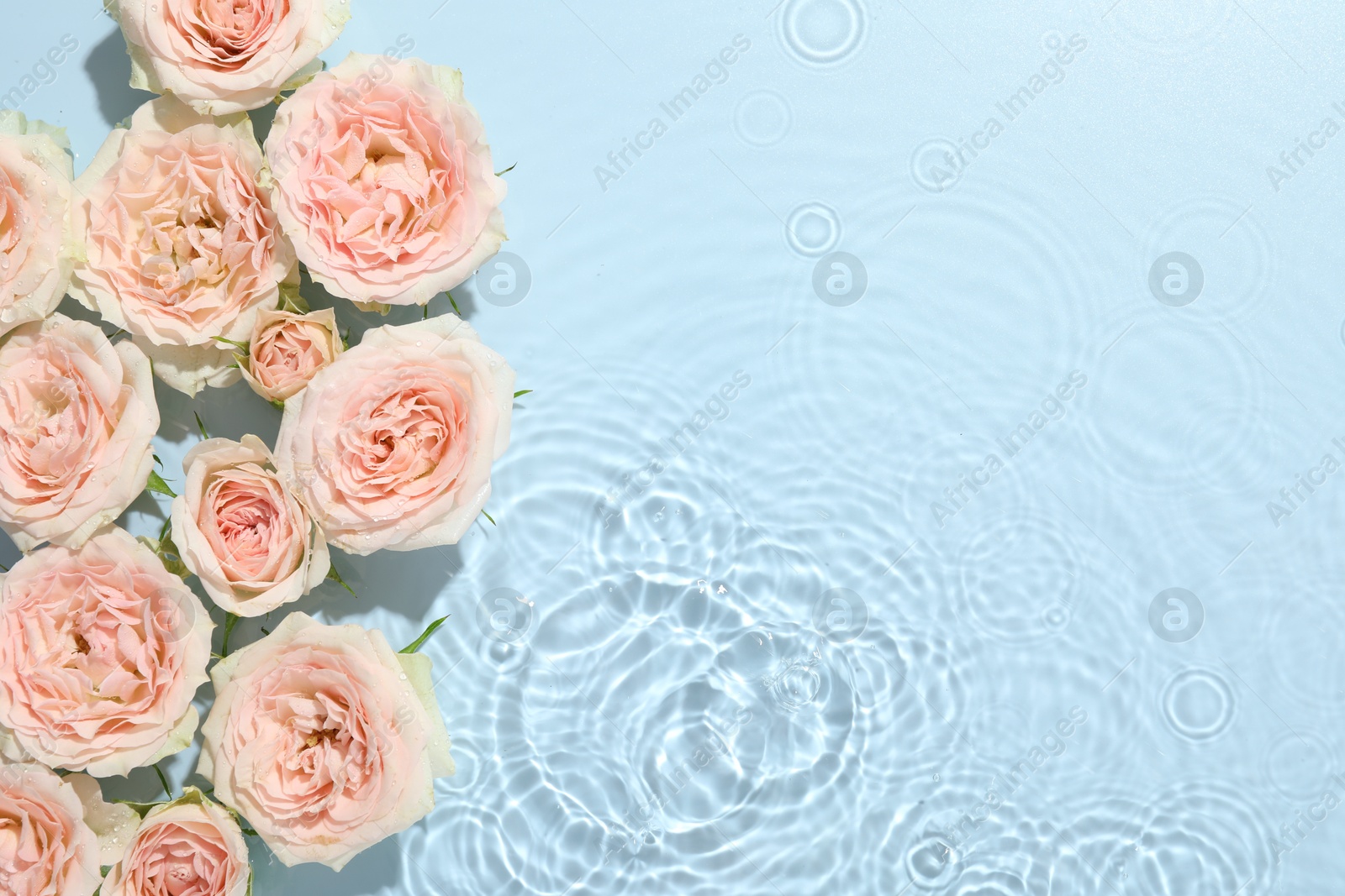 Photo of Beautiful rose flowers in water on light blue background, top view. Space for text