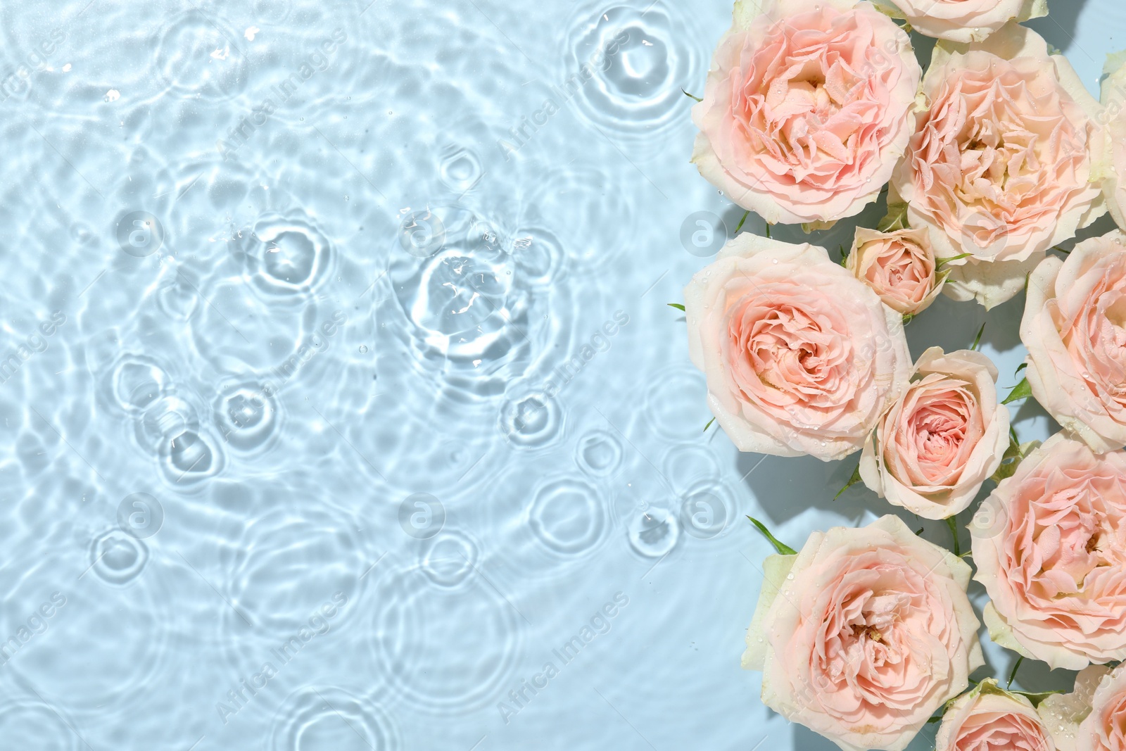 Photo of Beautiful rose flowers in water on light blue background, top view. Space for text