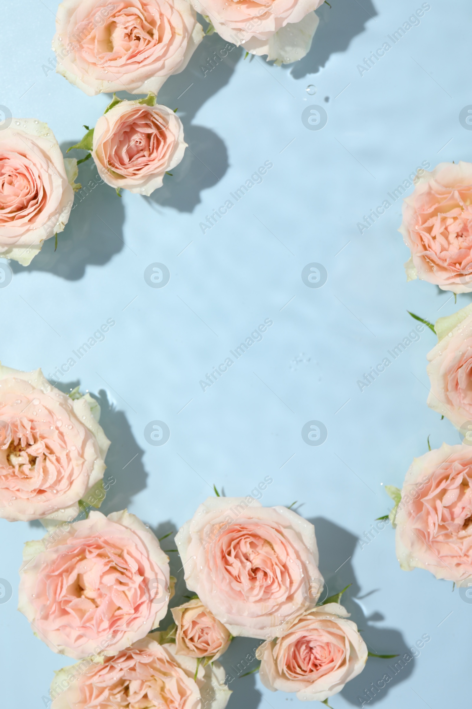 Photo of Beautiful rose flowers in water on light blue background, top view. Space for text