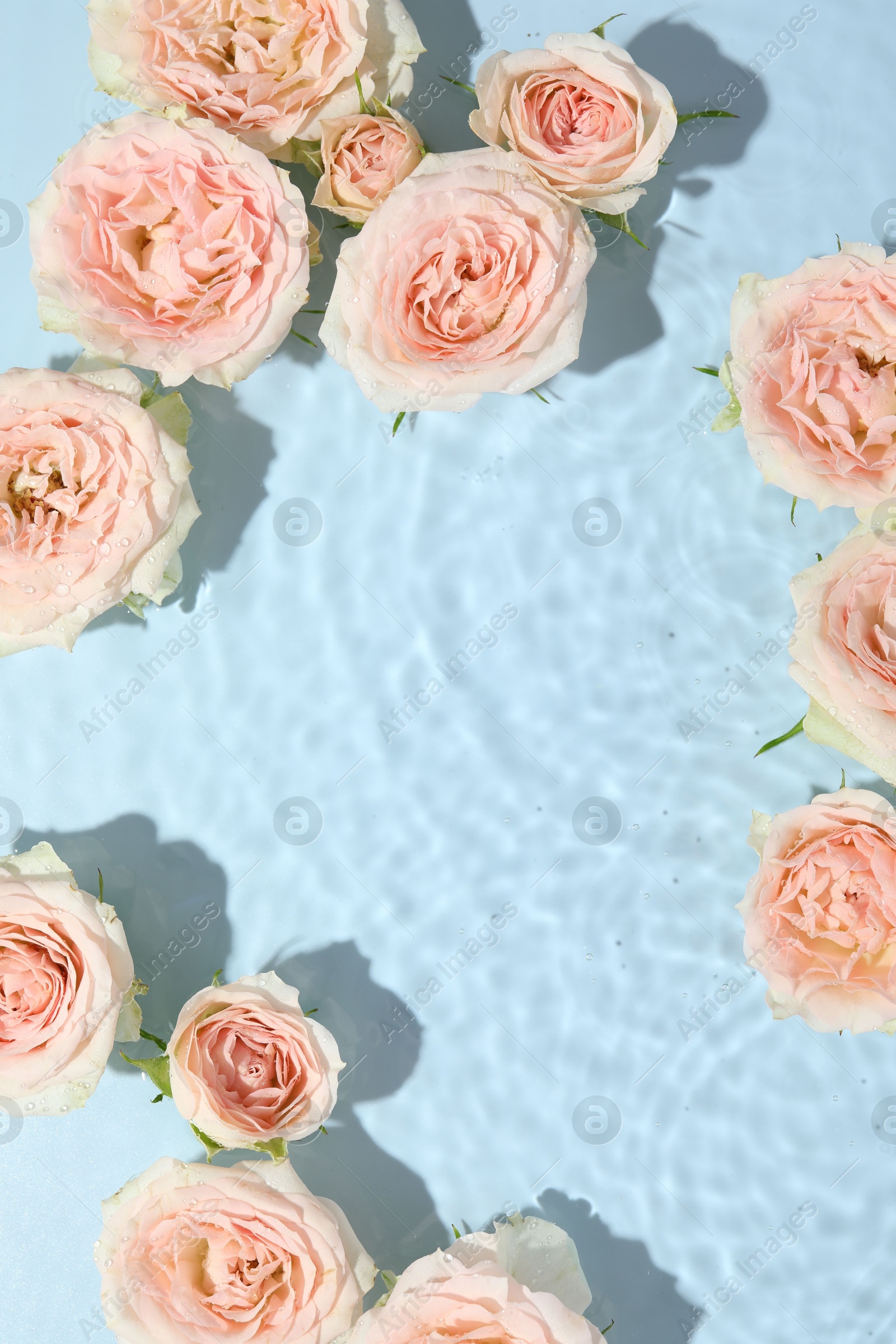 Photo of Beautiful rose flowers in water on light blue background, top view. Space for text