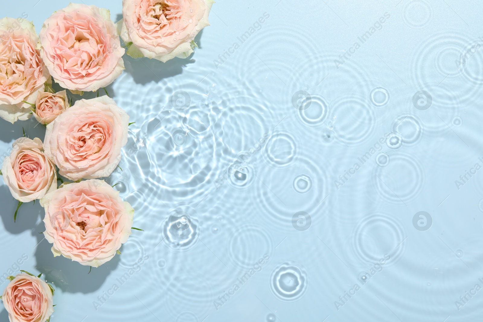 Photo of Beautiful rose flowers in water on light blue background, top view. Space for text