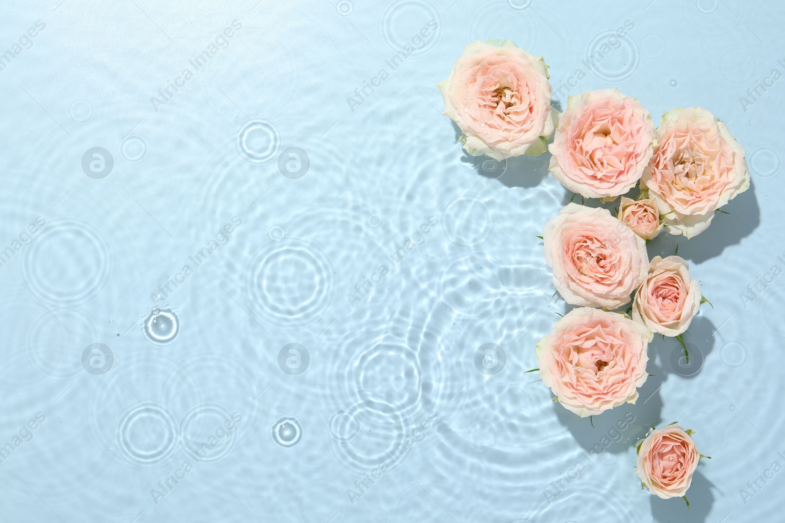 Photo of Beautiful rose flowers in water on light blue background, top view. Space for text