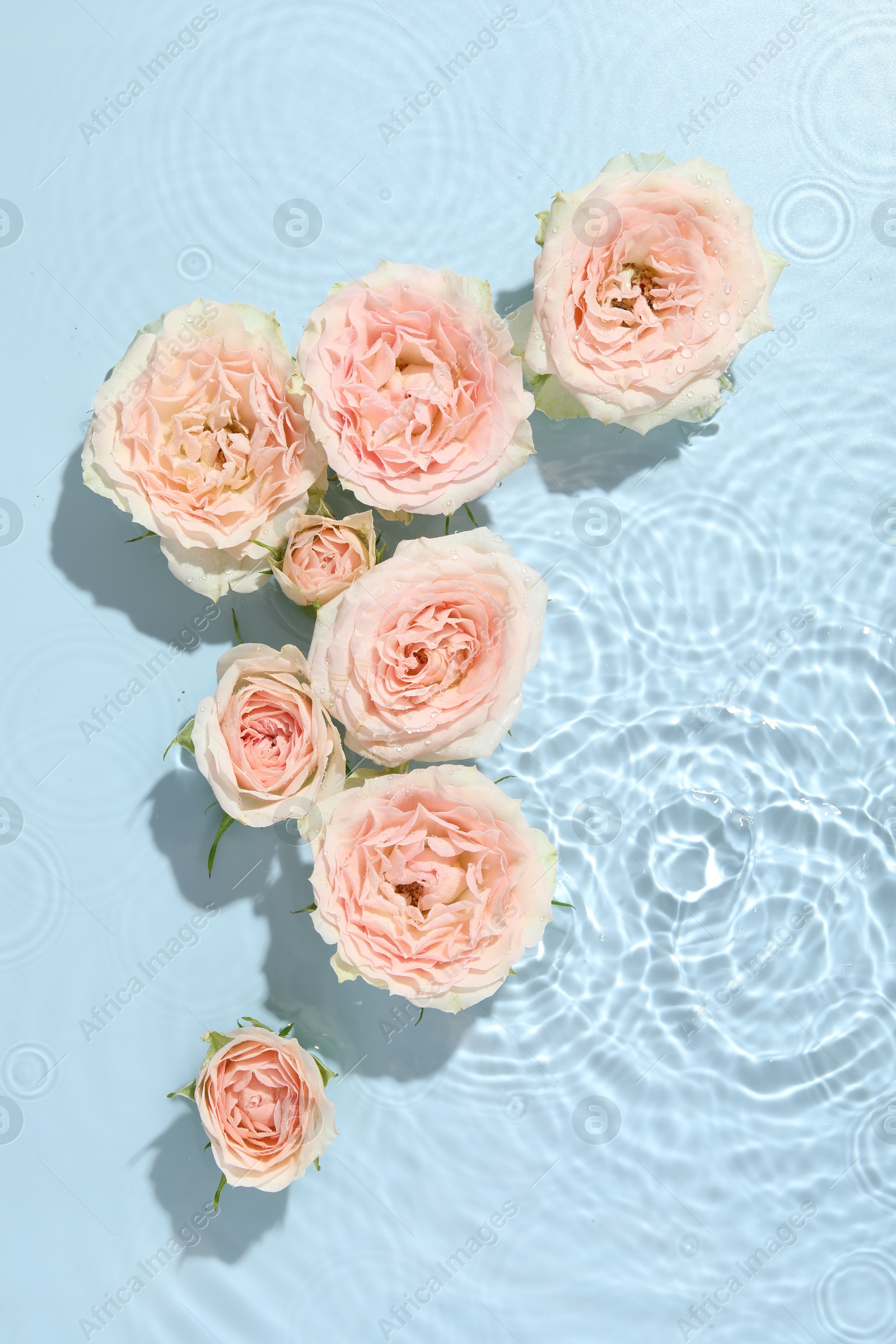 Photo of Beautiful rose flowers in water on light blue background, top view