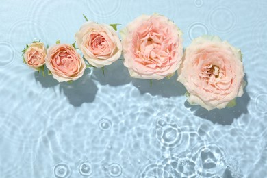 Beautiful rose flowers in water on light blue background, top view