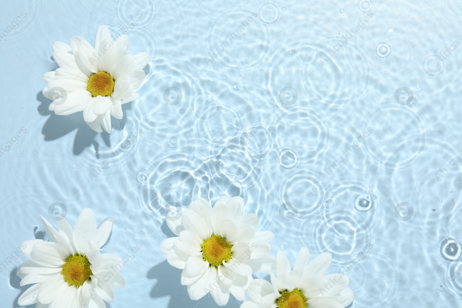 Photo of Beautiful daisy flowers in water on light blue background, top view. Space for text