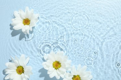 Photo of Beautiful daisy flowers in water on light blue background, top view. Space for text