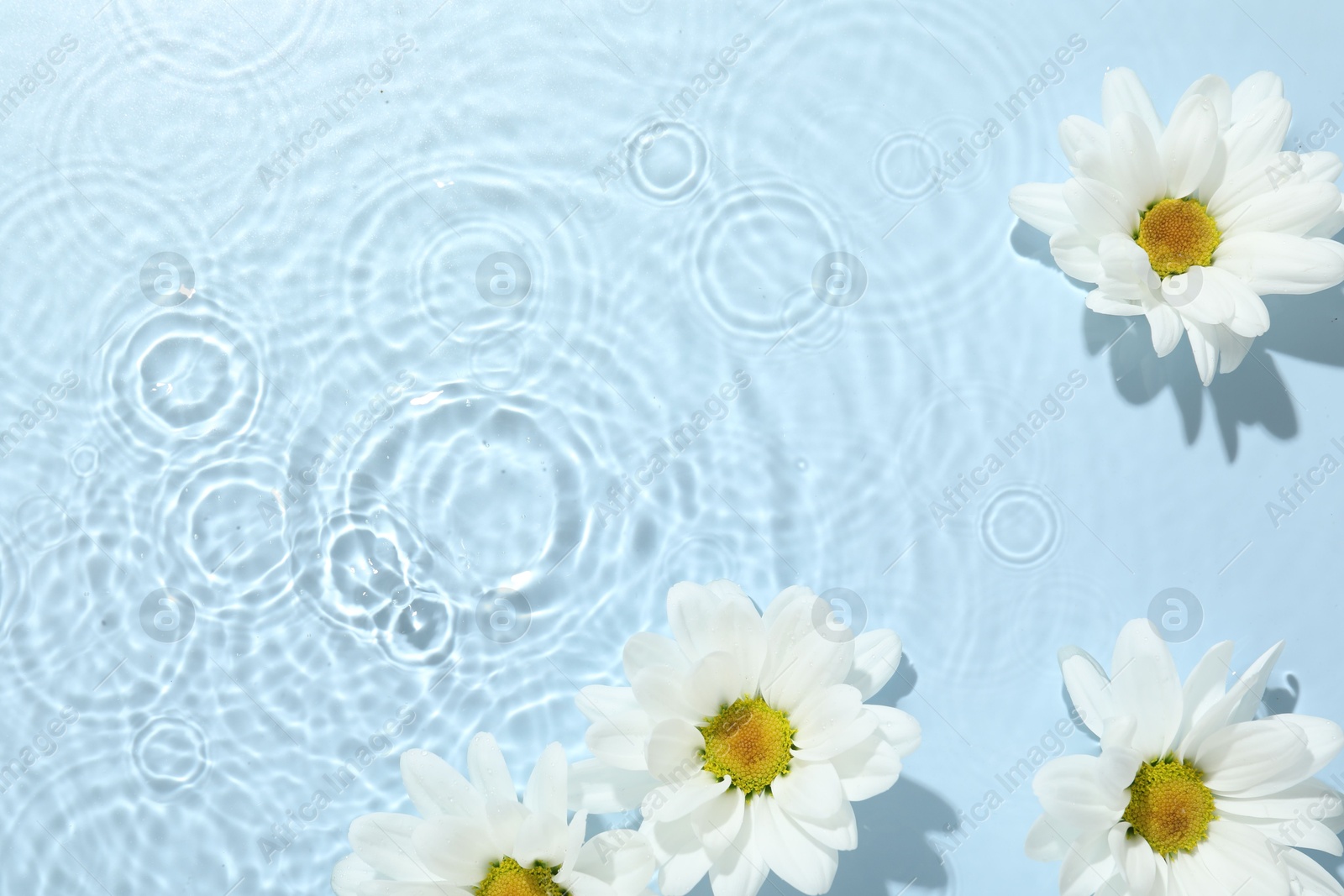 Photo of Beautiful daisy flowers in water on light blue background, top view. Space for text