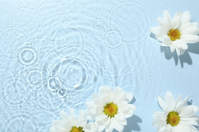 Beautiful daisy flowers in water on light blue background, top view. Space for text