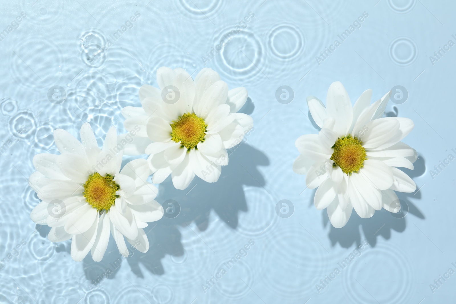 Photo of Beautiful daisy flowers in water on light blue background, top view