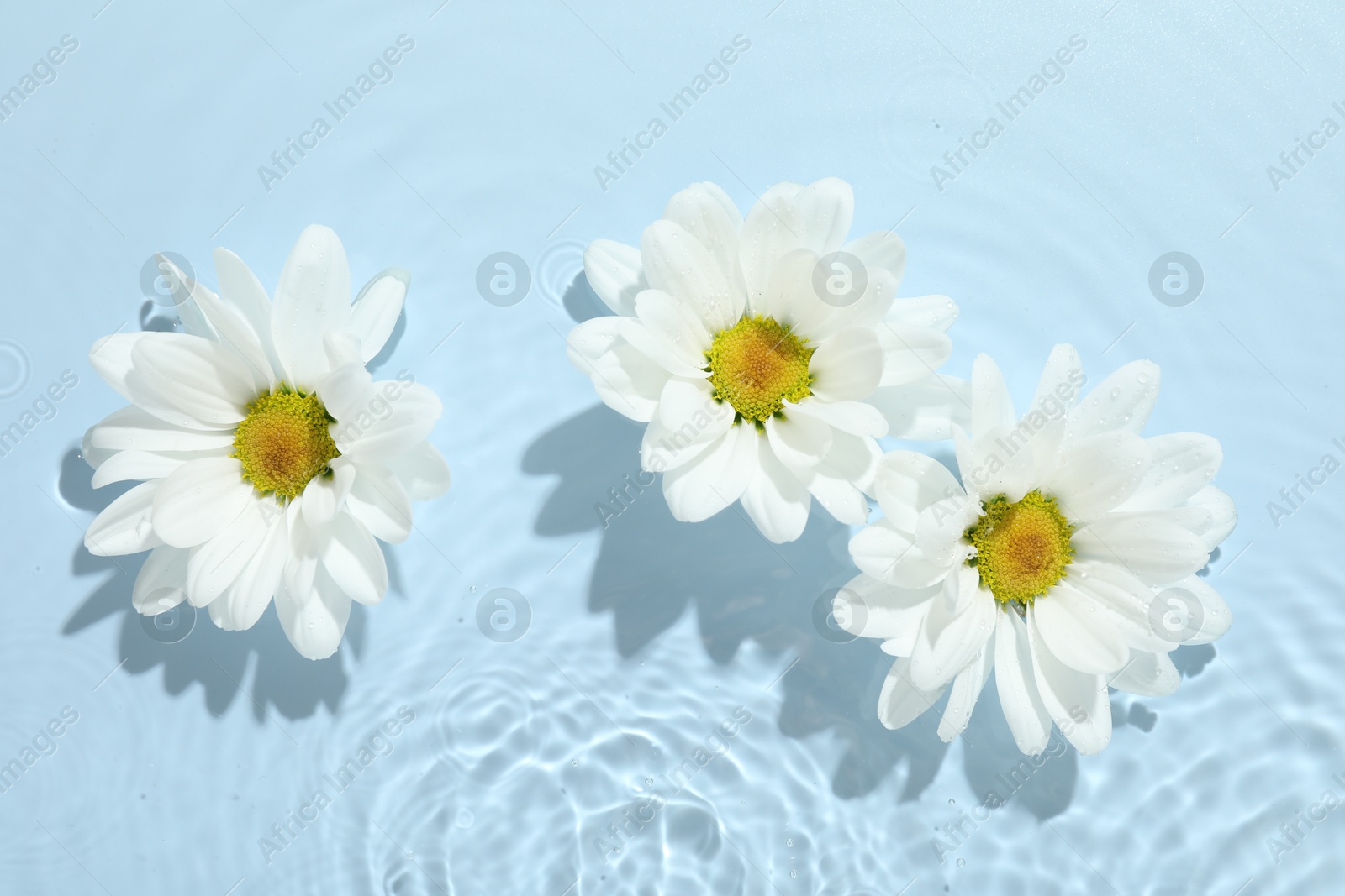 Photo of Beautiful daisy flowers in water on light blue background, top view