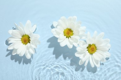 Photo of Beautiful daisy flowers in water on light blue background, top view