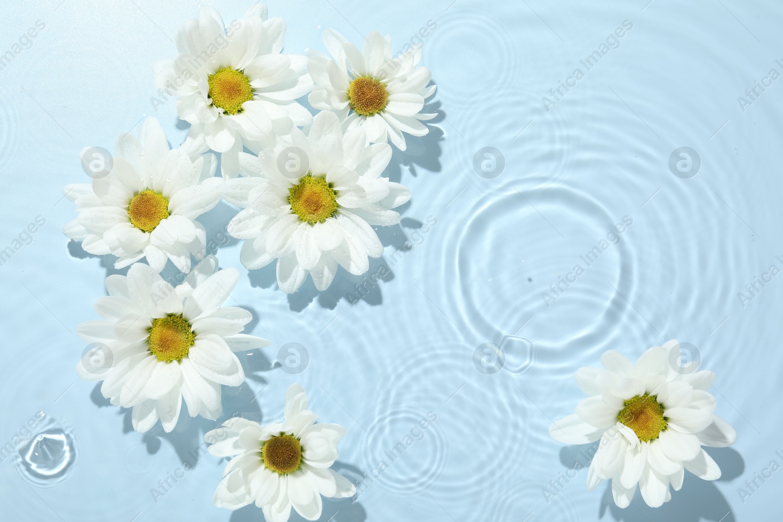 Photo of Beautiful daisy flowers in water on light blue background, top view. Space for text