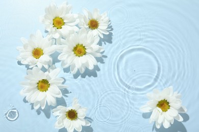 Photo of Beautiful daisy flowers in water on light blue background, top view. Space for text