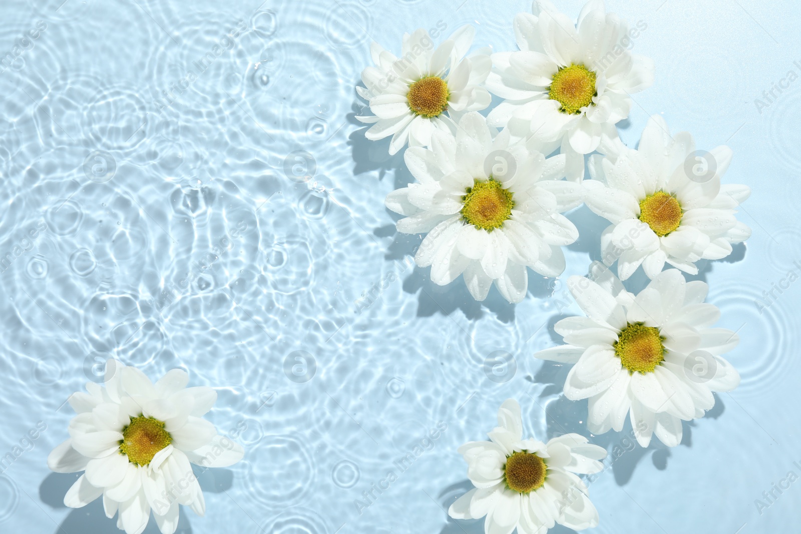 Photo of Beautiful daisy flowers in water on light blue background, top view. Space for text