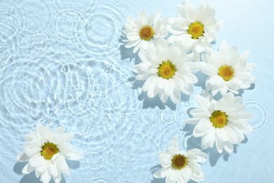 Photo of Beautiful daisy flowers in water on light blue background, top view. Space for text