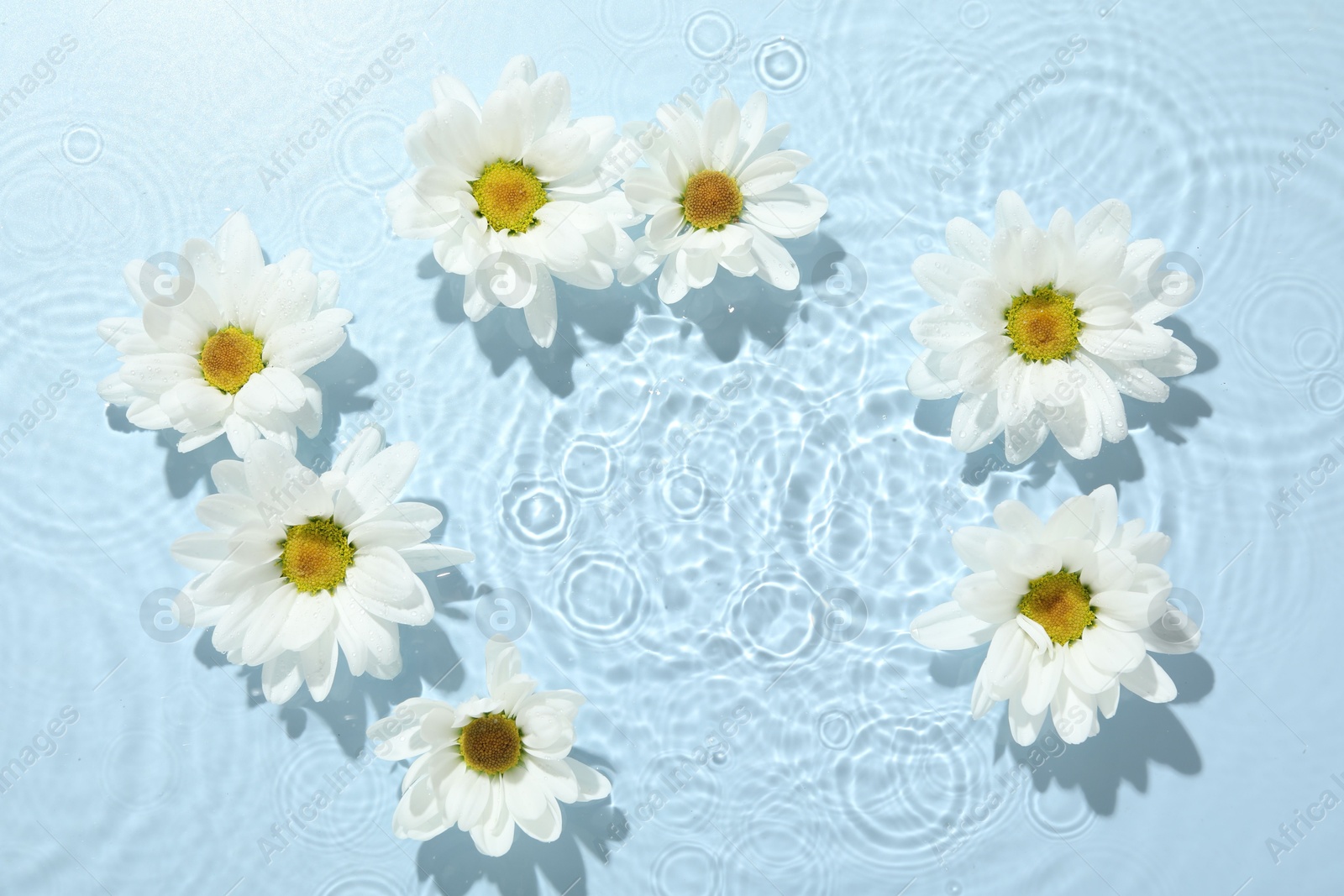 Photo of Beautiful daisy flowers in water on light blue background, top view. Space for text