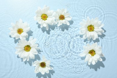 Beautiful daisy flowers in water on light blue background, top view. Space for text