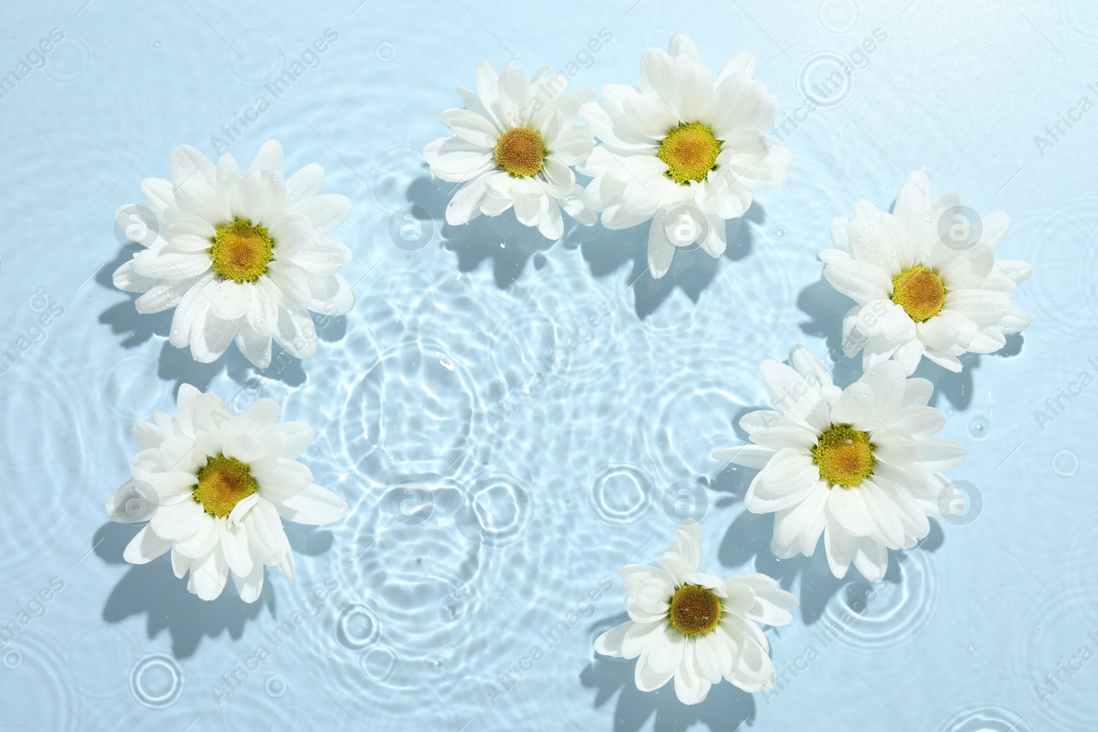 Photo of Beautiful daisy flowers in water on light blue background, top view. Space for text