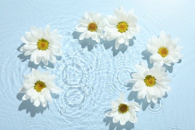 Beautiful daisy flowers in water on light blue background, top view. Space for text