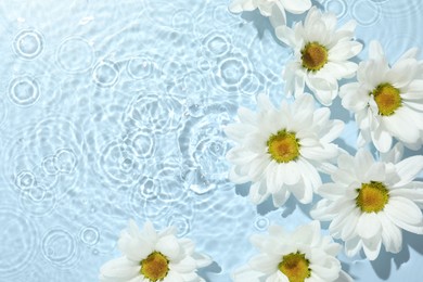 Photo of Beautiful daisy flowers in water on light blue background, top view. Space for text