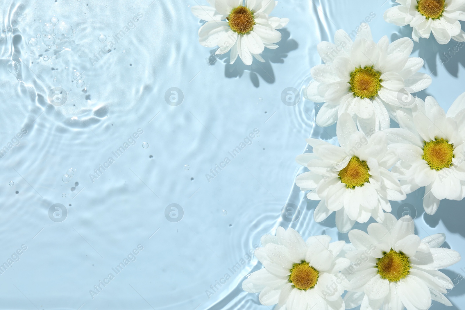 Photo of Beautiful daisy flowers in water on light blue background, top view. Space for text