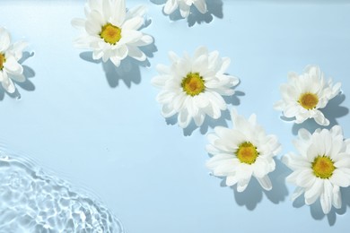 Photo of Beautiful daisy flowers in water on light blue background, top view. Space for text