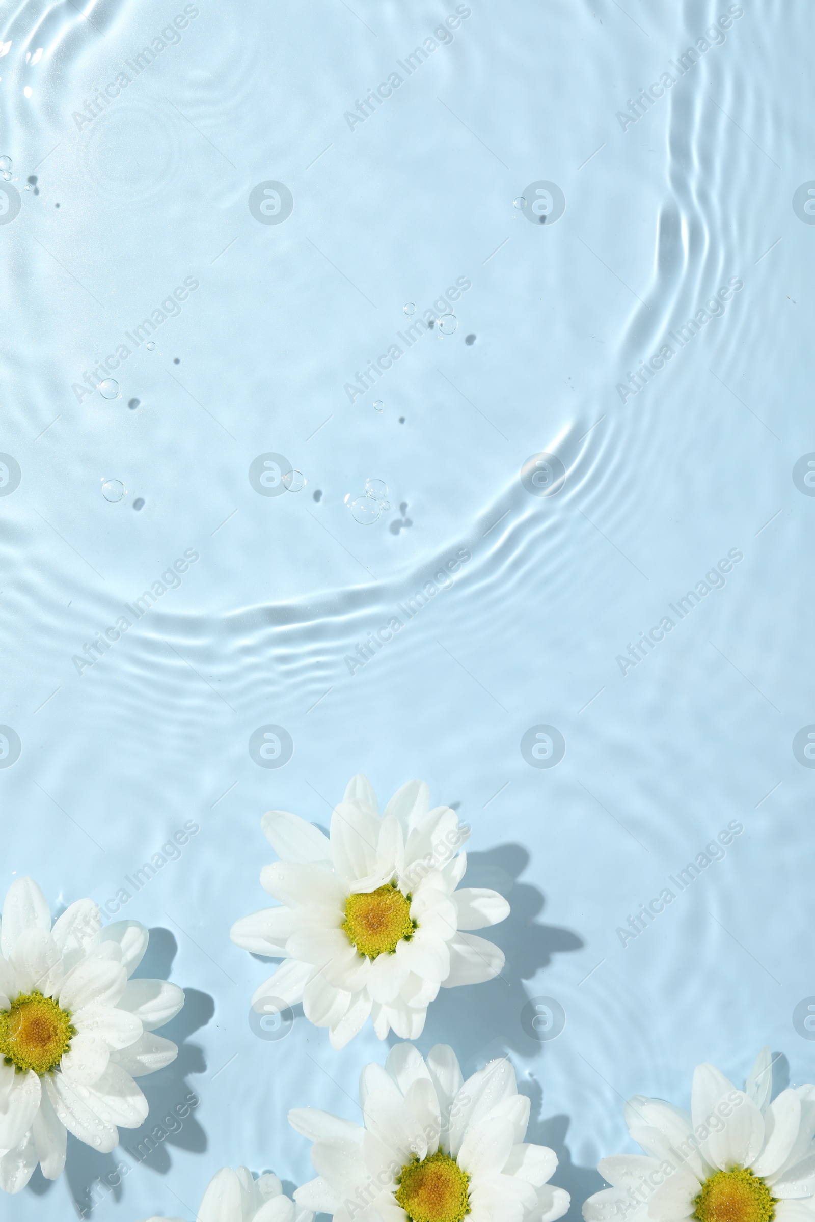 Photo of Beautiful daisy flowers in water on light blue background, top view. Space for text