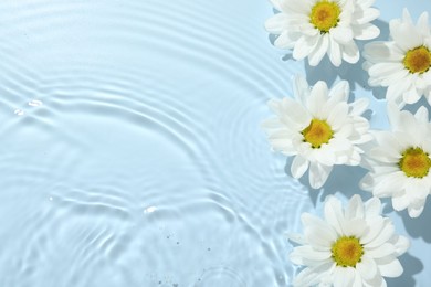 Photo of Beautiful daisy flowers in water on light blue background, top view. Space for text