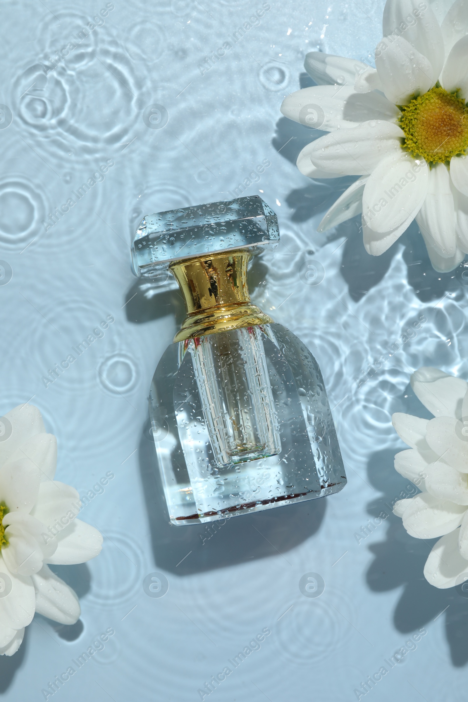 Photo of Beautiful daisy flowers and perfume bottle in water on light blue background, flat lay