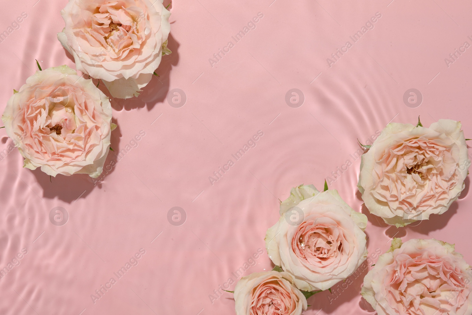 Photo of Beautiful rose flowers in water on pink background, top view. Space for text