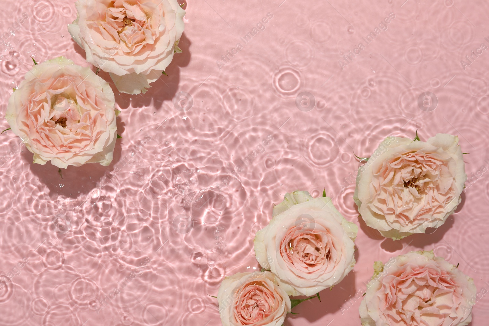 Photo of Beautiful rose flowers in water on pink background, top view. Space for text