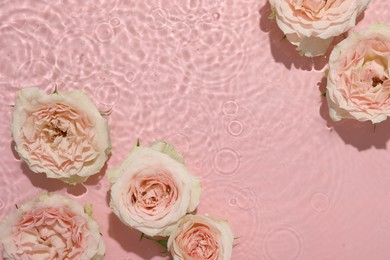 Photo of Beautiful rose flowers in water on pink background, top view. Space for text