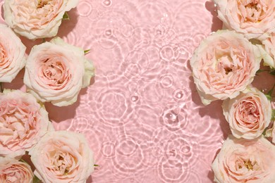 Photo of Beautiful rose flowers in water on pink background, top view. Space for text